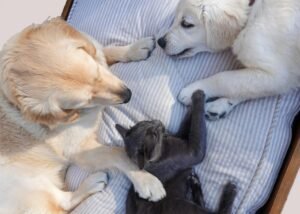 Muebles a medida para Mascotas en Monterrey